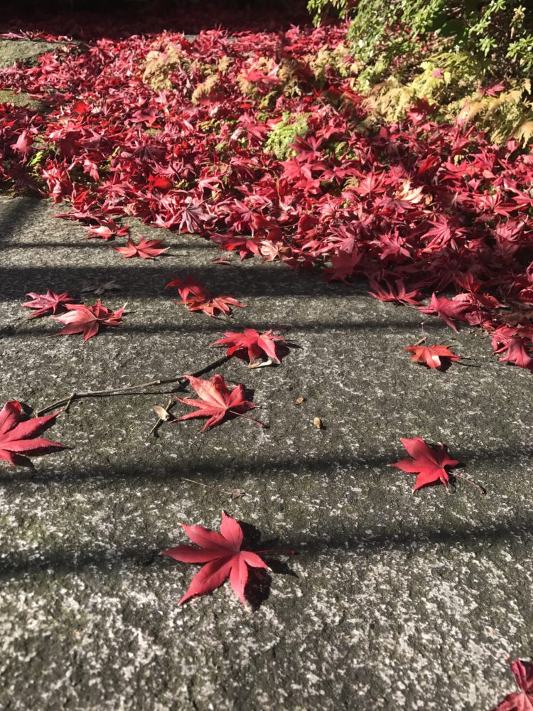 真っ赤なもみじの葉 踏みしめるほどに積もりました。