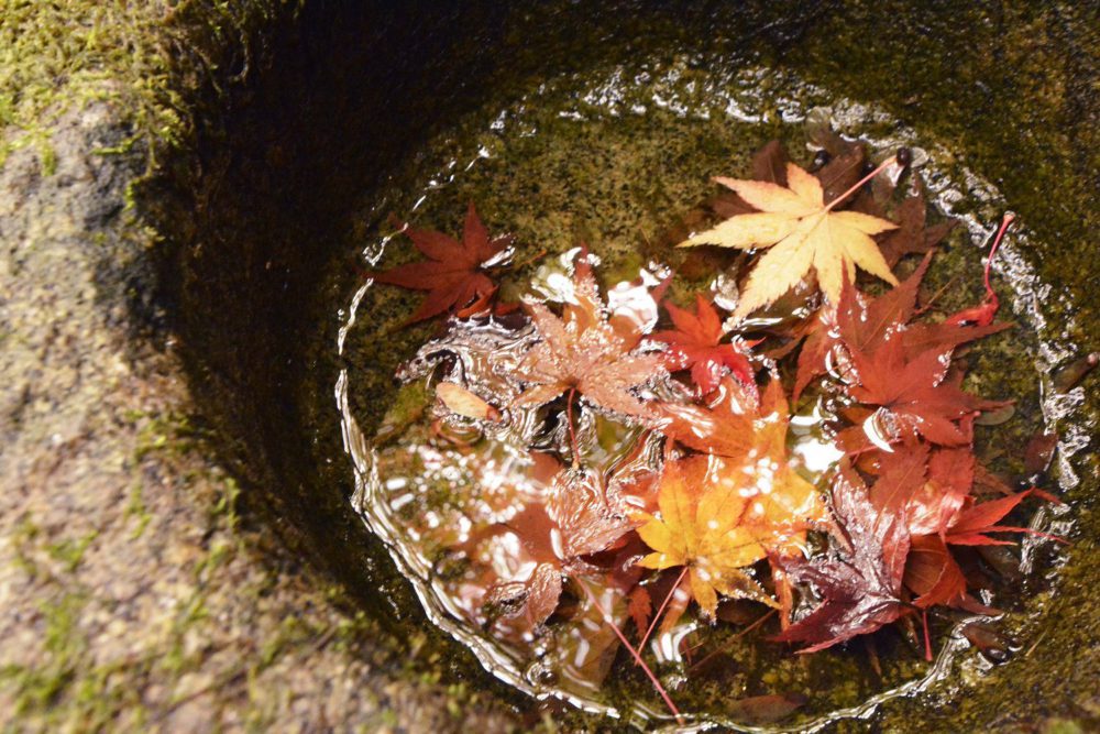 手水鉢に落ちたもみじの葉