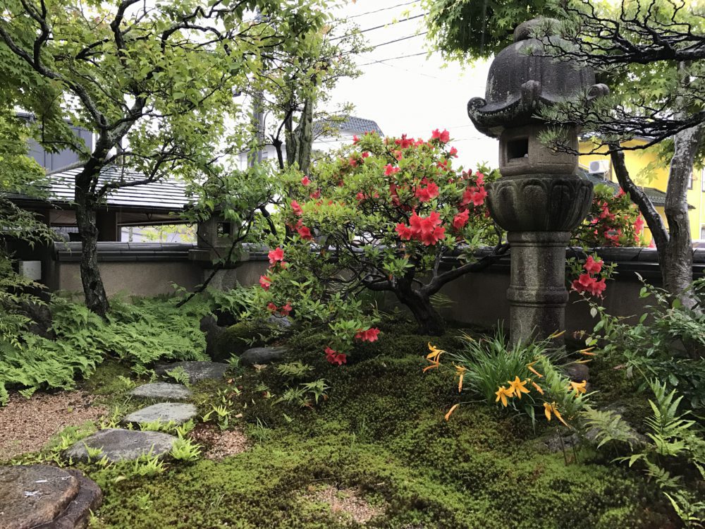 梅の木（左）とケラマツツジ、ヒメカンゾウの花