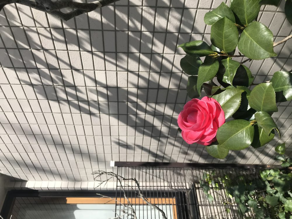 庭木の椿の花